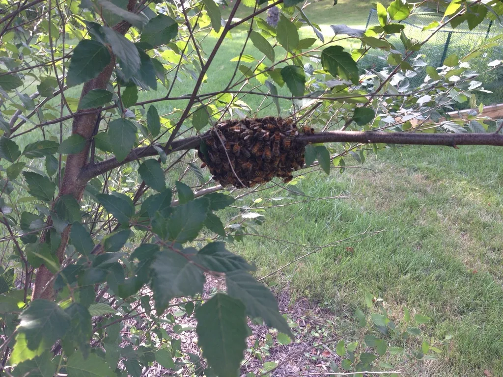 Whilst mowing the yard, what should I see but a swarm of honey bees. It just so happens that one of our neighbors is a beekeeper. He was over in a jiffy with a box and a fogger and now he has a new hive. Awesome!