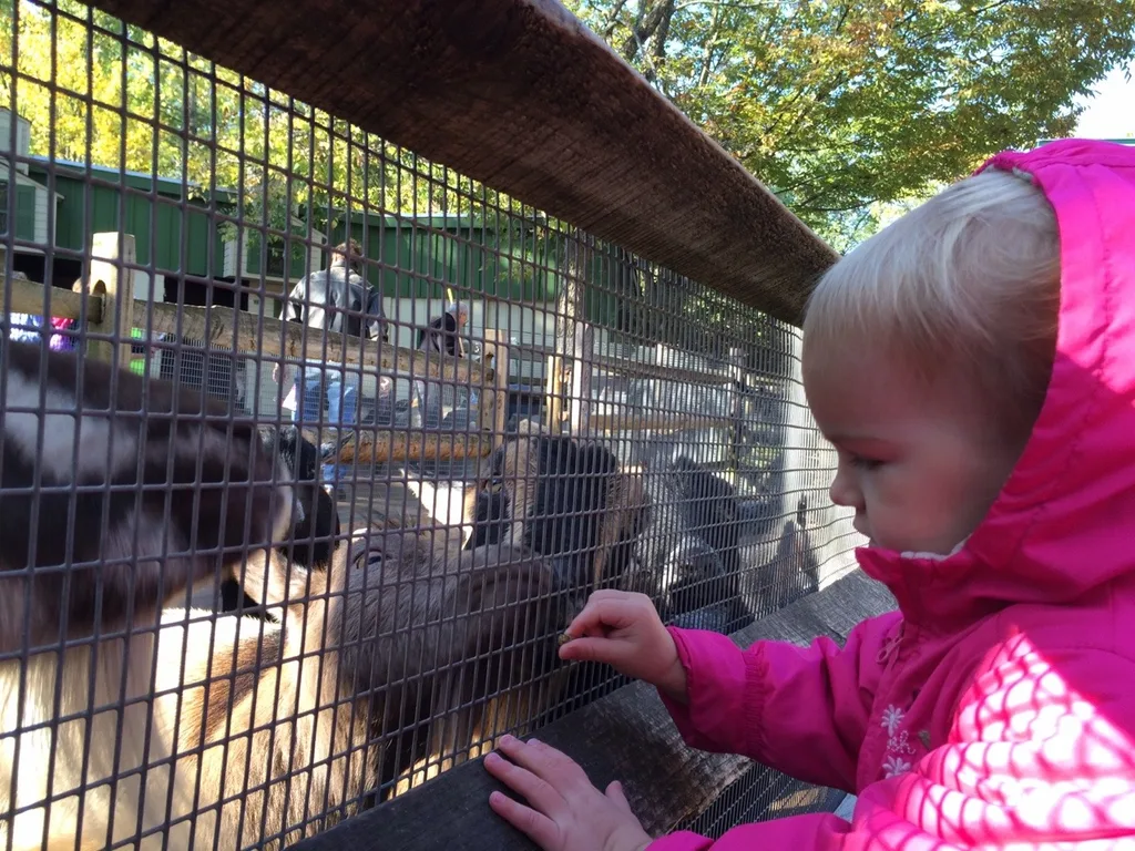 We’re soaking up the lovely weather while we can! Yesterday, we fed “goaties,” rode the train, and had other fun with Grandma and Grandpa at the Zoo. Today, we enjoyed petting farm animals (more goats!), a hayride, selecting pumpkins at a pumpkin patch, ghost bowling, and other Halloween fun with Angel and Grandma Susan at Parky’s Farm at Winton Woods Park. Too bad we previously scheduled flu shots for tomorrow.