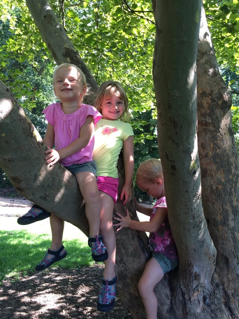 Ault Park playground is fun, but even more fun is the tree next to it.
