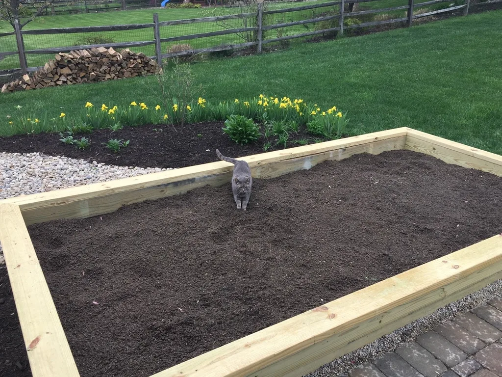 Betta thinks we built her a huge litter box.