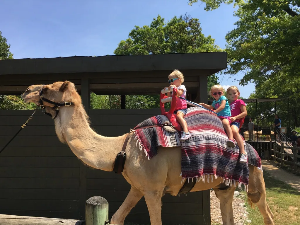 Vacation day 7: Instead of just driving straight home, we decided to use our reciprocal zoo benefits and visit the Knoxville Zoo.