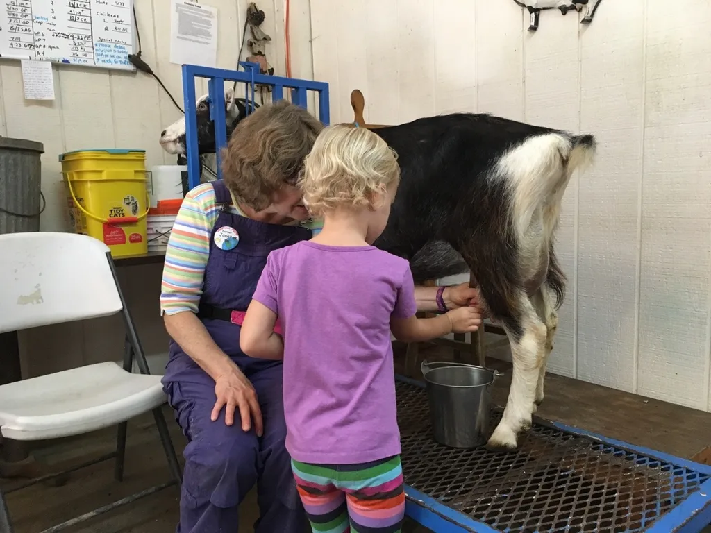 What a fun day with friends at Sunrock Farm! The girls got to take a hayride to a pumpkin patch, milk a goat, hold a baby chick, feed goats, gather eggs, pet a donkey, a miniature horse, a cow, a farm kitty, and more!
