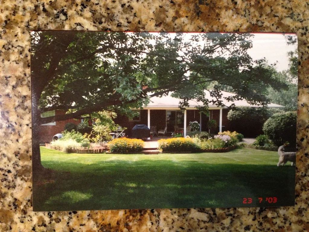 I’m a bit obsessed with before and after shots. Our backyard in 2003, 2014, and now. A lot can change with love or neglect!