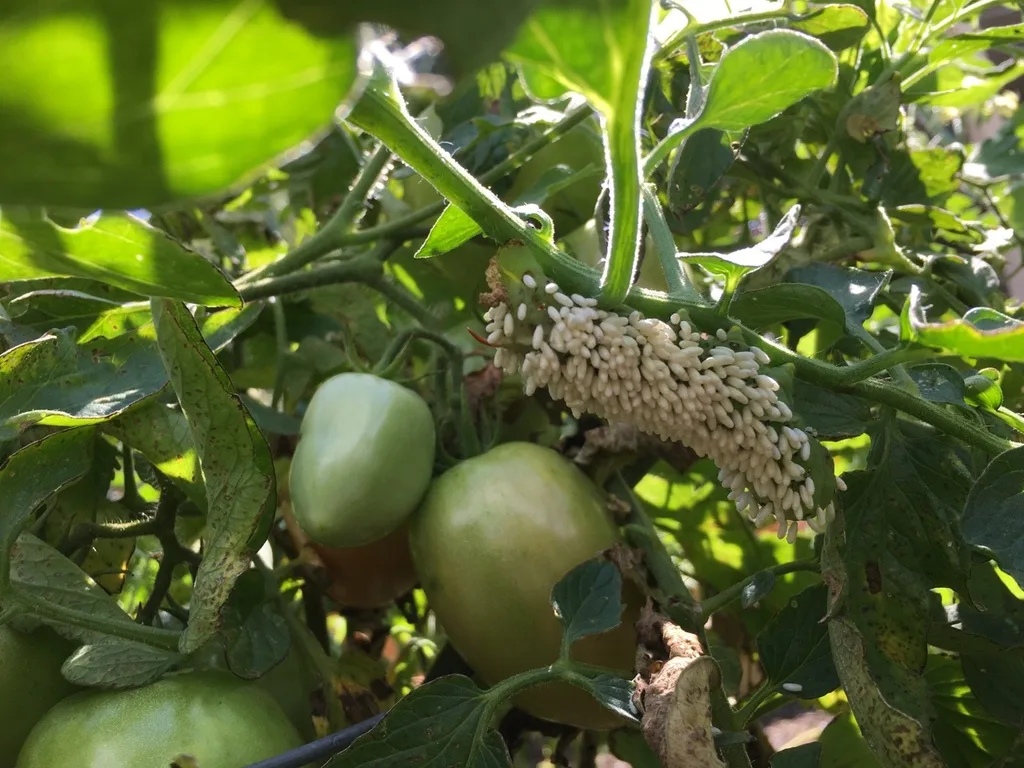 Deer and bunnies are not the only ones trying to keep us from enjoying our tomatoes. Today we learned about tomato hornworms and braconid wasps!