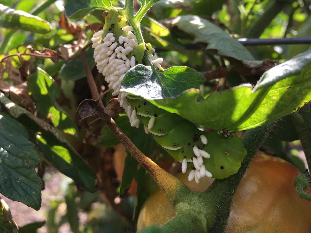 Deer and bunnies are not the only ones trying to keep us from enjoying our tomatoes. Today we learned about tomato hornworms and braconid wasps!