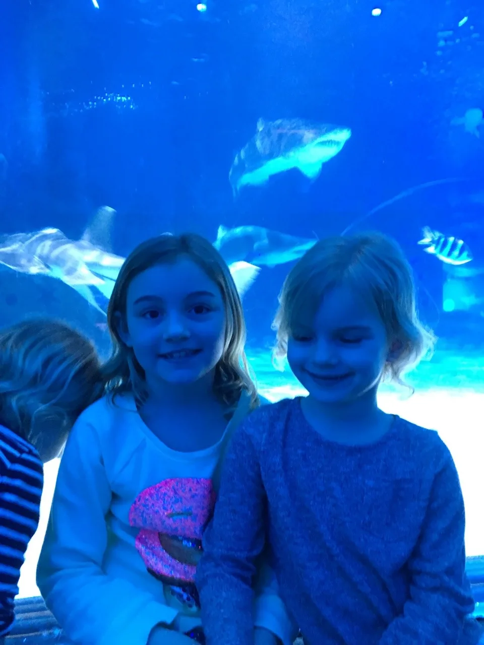 Our trip to the Newport Aquarium almost tricked us into believing we were on vacation. It was a surprisingly good time!