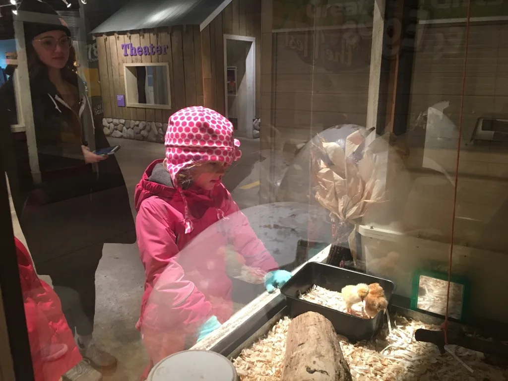 We had to drive through a snowstorm, but we found nicer weather (and Auntie Clara) in Chicago! We visited the Lincoln Park Zoo, enjoyed a Shake Shack burger, and had a fun time swimming. Not bad for day one!