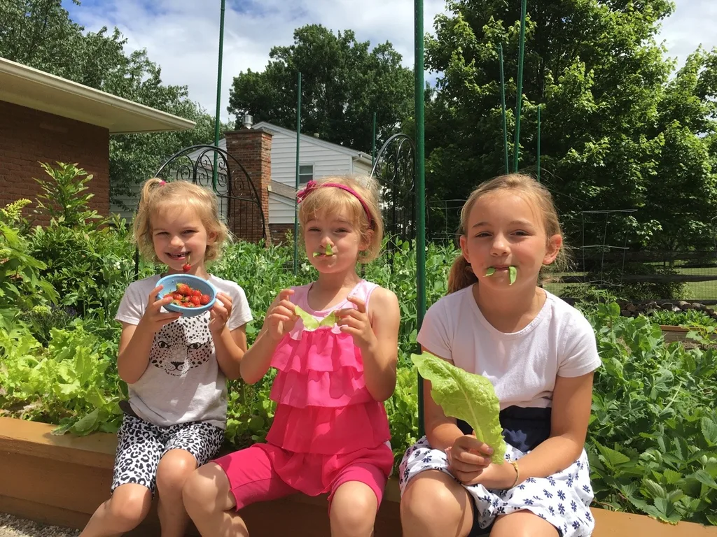 Strawberries, snap peas, and lettuce!