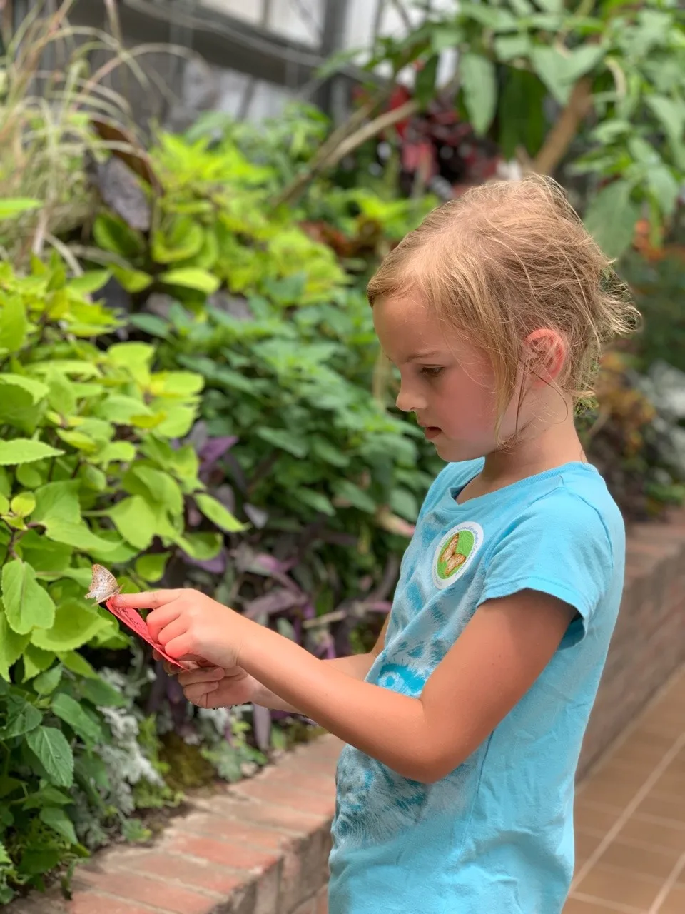 Summer adventure list: Krohn Conservatory butterfly show!