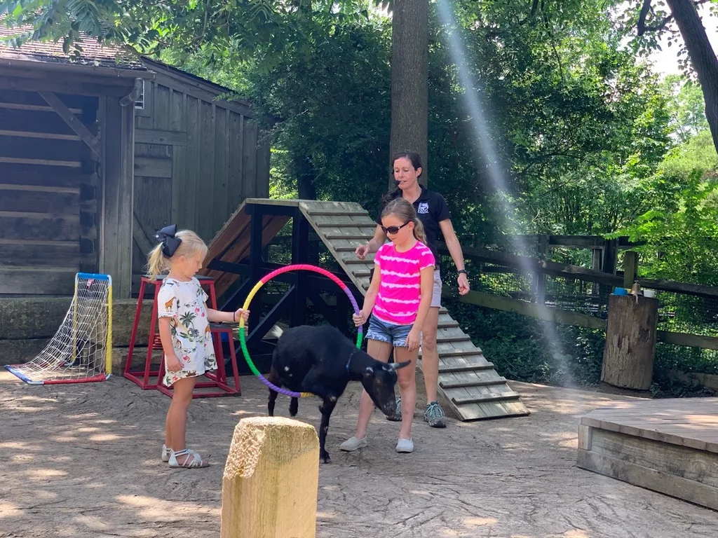 Summer adventure list: a trip to the zoo to see the “goat show” and bird show. They loved it when Eunice suddenly recognized them during the show.