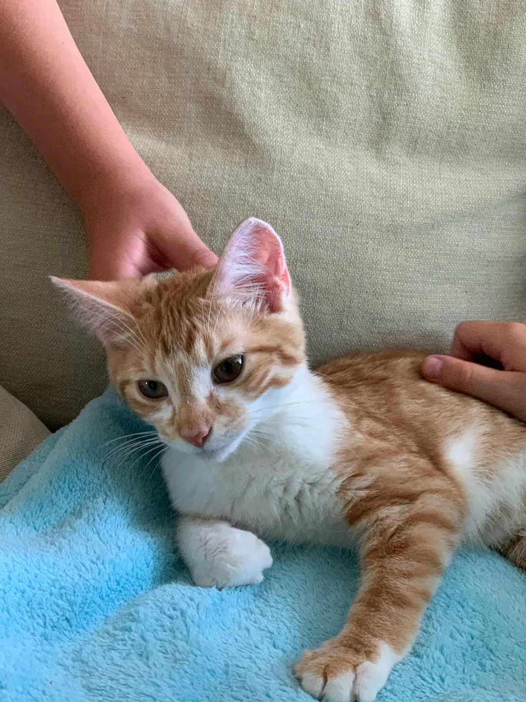 Meet Sunny. 4 months old. The sweetest, most gentle cat we’ve ever met.