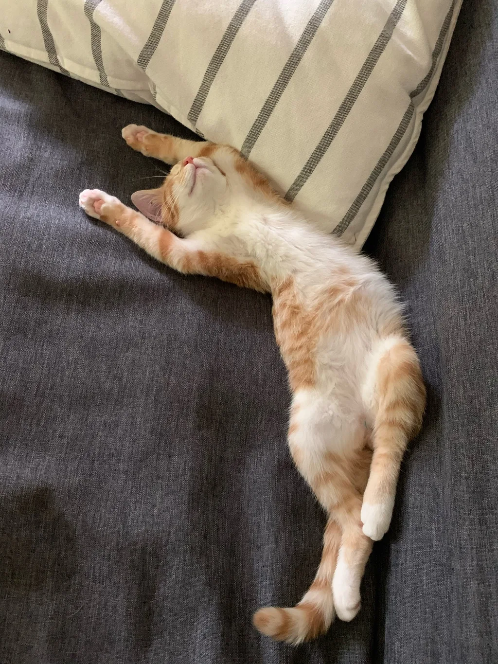 Life is good, even in coronavirus times.