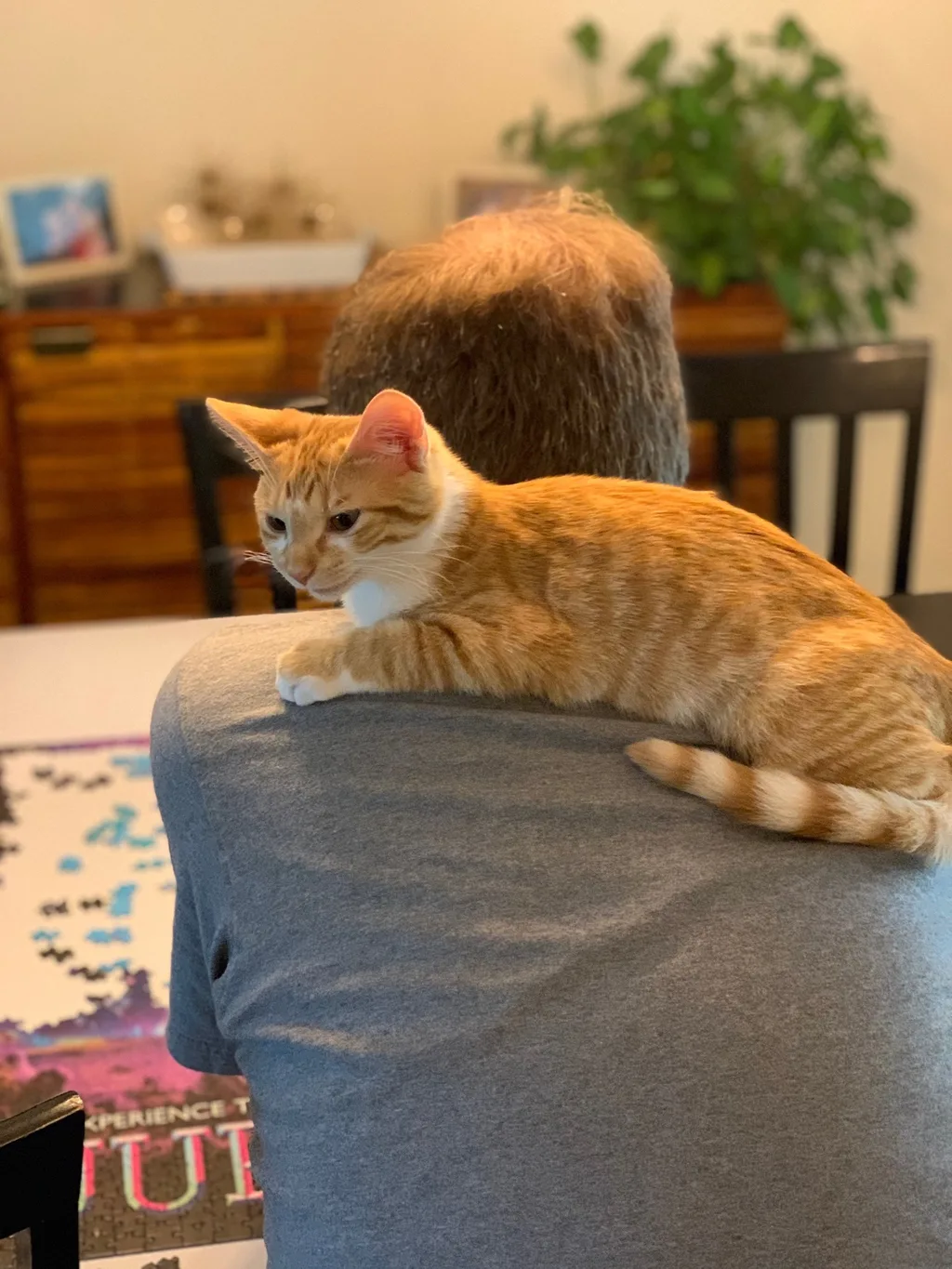 This little kitten has just inserted himself right into our family. He just wants to be with us at all times. He sleeps with us, meows at the door when we go to the bathroom without him, sits with us during family movie time, and now even helps John with puzzles.