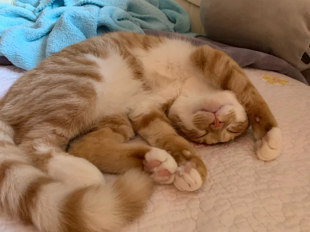 This cat! He was sleeping like this on Abby’s bed! I plopped myself down right next to him; didn’t move a muscle. Abby poked him with her pillow. Only after the third poke did he mutter an almost inaudible murp. Cracked open his eyes, rolled over, and went back to sleep.