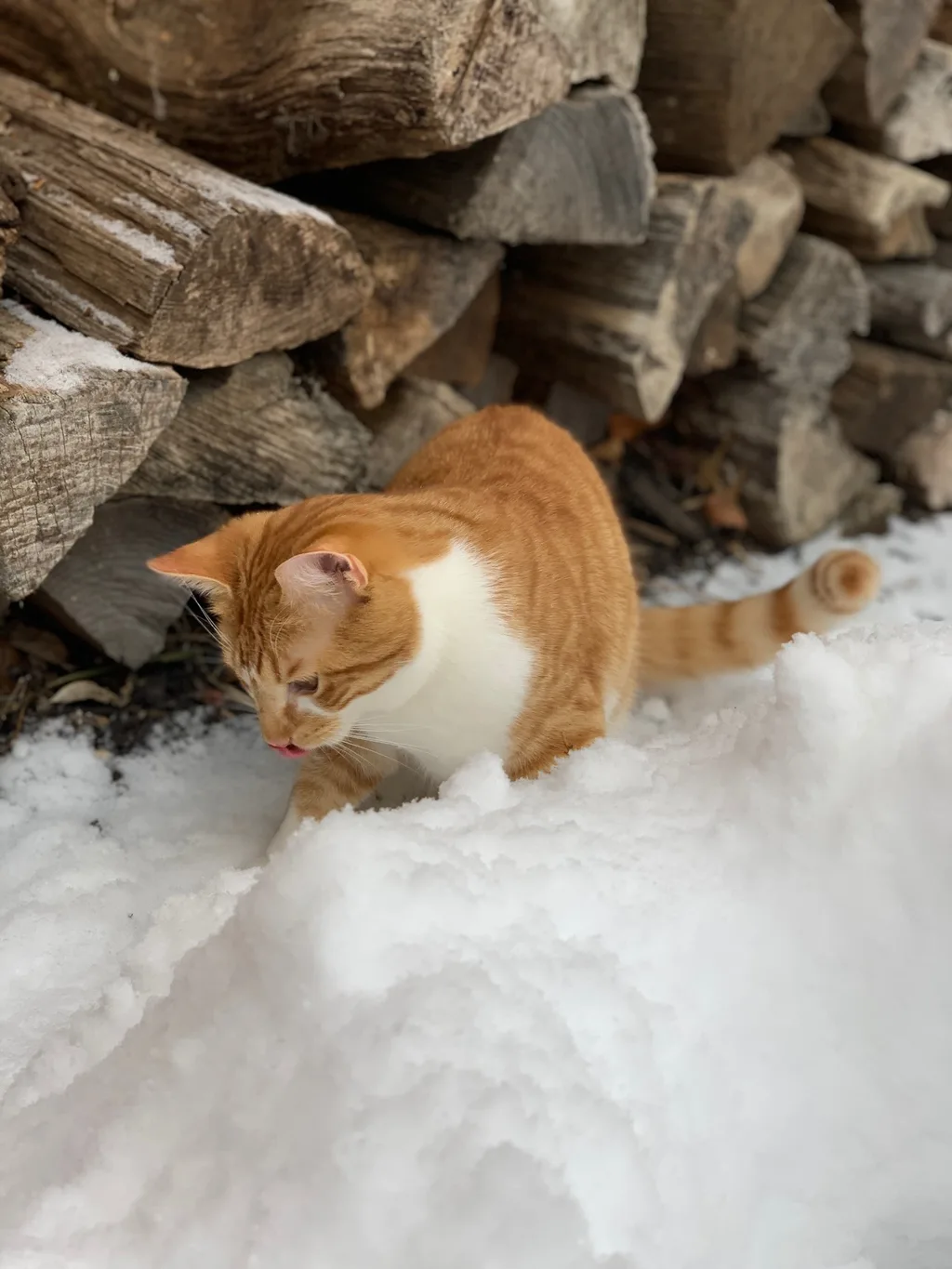 Finally! A real snow day! No school!