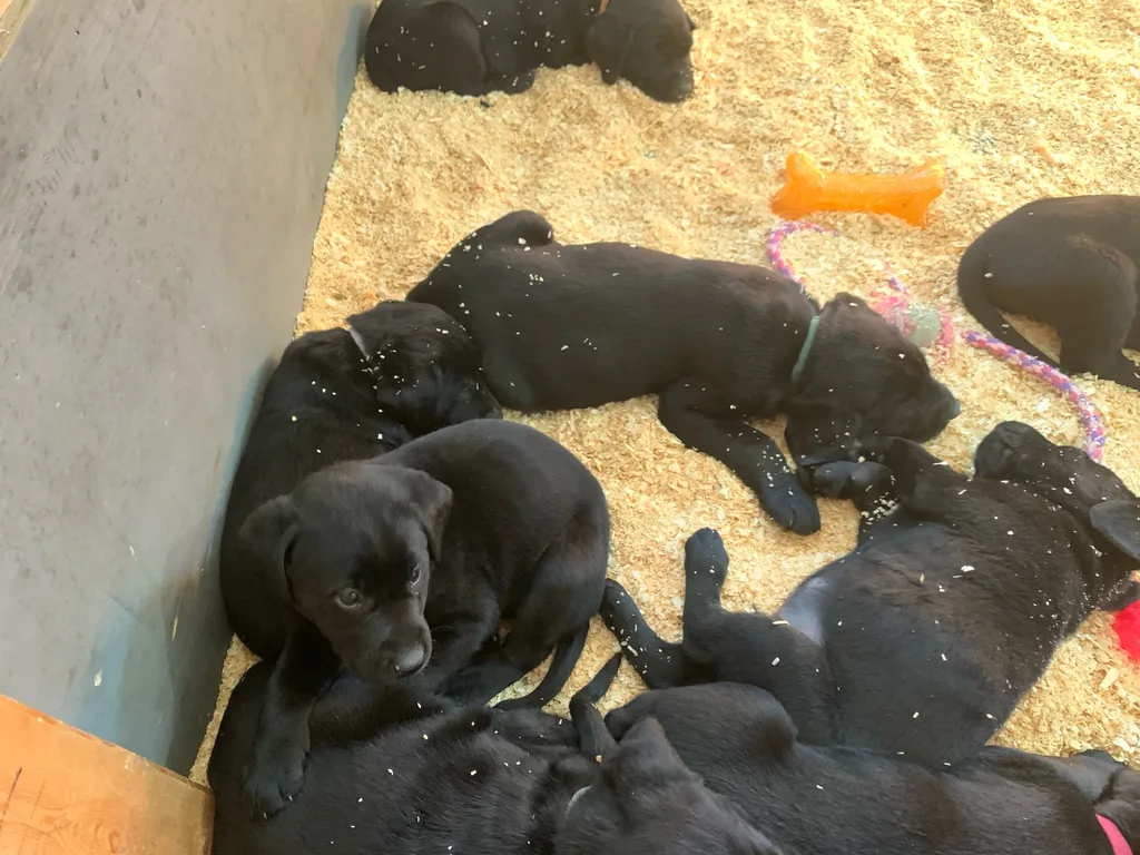 We finally had a chance to meet these cuties yesterday!