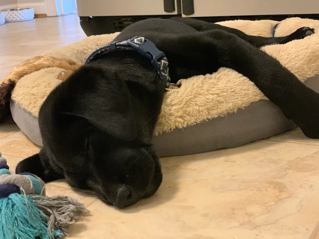 Gwen finally got her wish. We welcomed this sweet, smart, slightly feisty girl, Daisy Freckles, to our family on Friday 3/5.