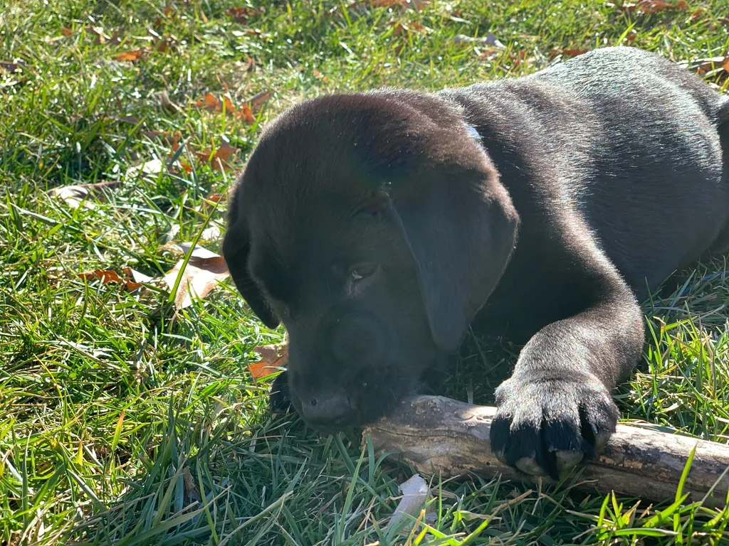 Gwen finally got her wish. We welcomed this sweet, smart, slightly feisty girl, Daisy Freckles, to our family on Friday 3/5.
