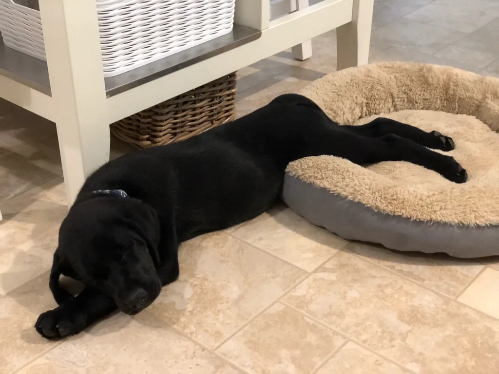 Gwen finally got her wish. We welcomed this sweet, smart, slightly feisty girl, Daisy Freckles, to our family on Friday 3/5.