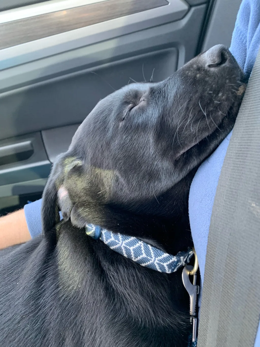 Gwen finally got her wish. We welcomed this sweet, smart, slightly feisty girl, Daisy Freckles, to our family on Friday 3/5.