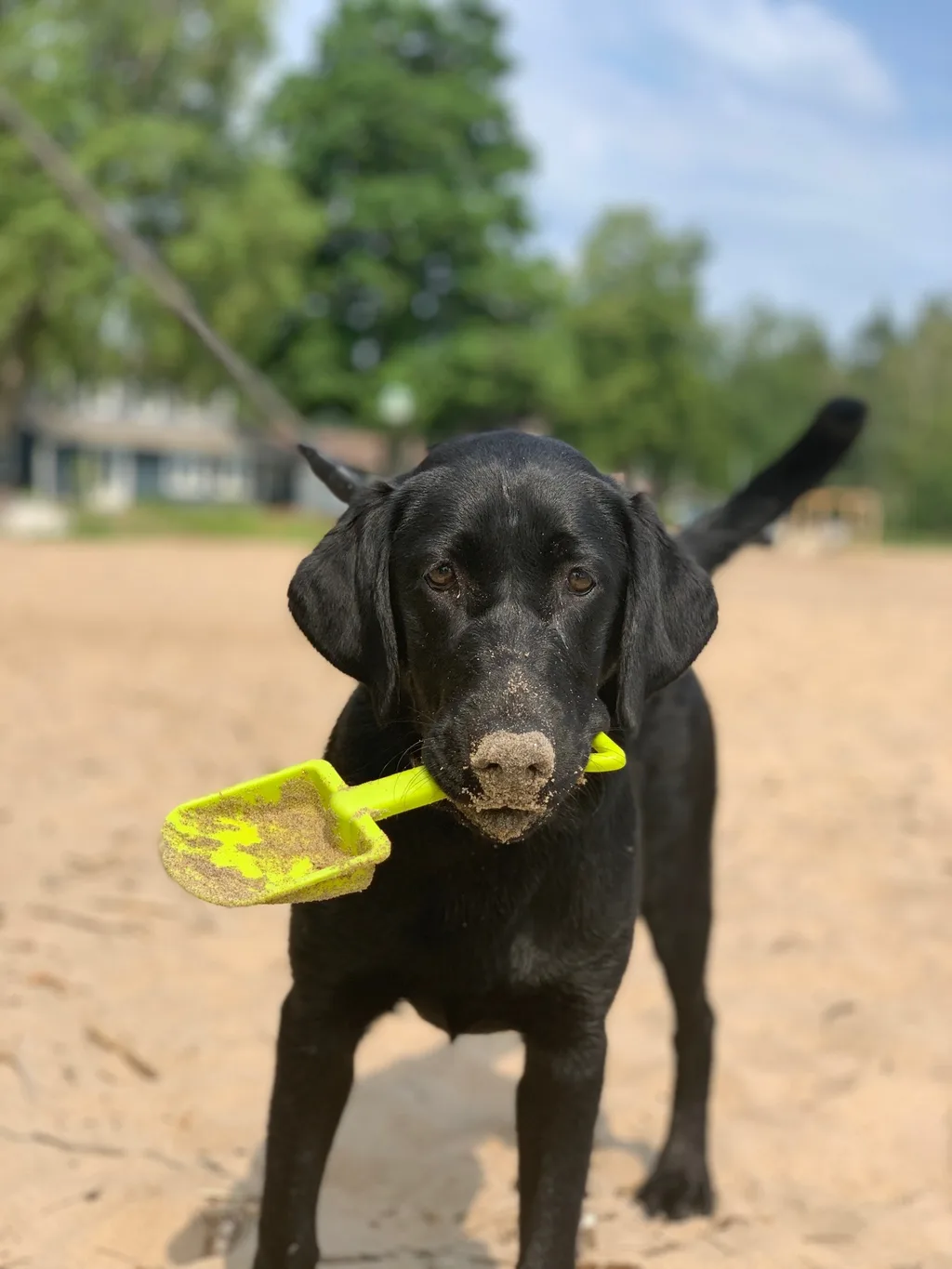 We had the best time celebrating the Fourth of July with the Sammut Family at their Harbor Beach Michigan lake house. We swam, kayaked, walked the long stretches of sandy beach, helped them break in their brand new jet ski and “private island” float, enjoyed family dinners, roasted s’mores, played games, taught Daisy to retrieve balls from the lake, hunted for lake treasures, played games, and more! The girls said these were there favorite things: jet skiing (Gwen), everything (Josie), and performing skits on the beach with Bella and Sophie l (Abby). Gwen summarized the way we all felt “best vacation ever!”