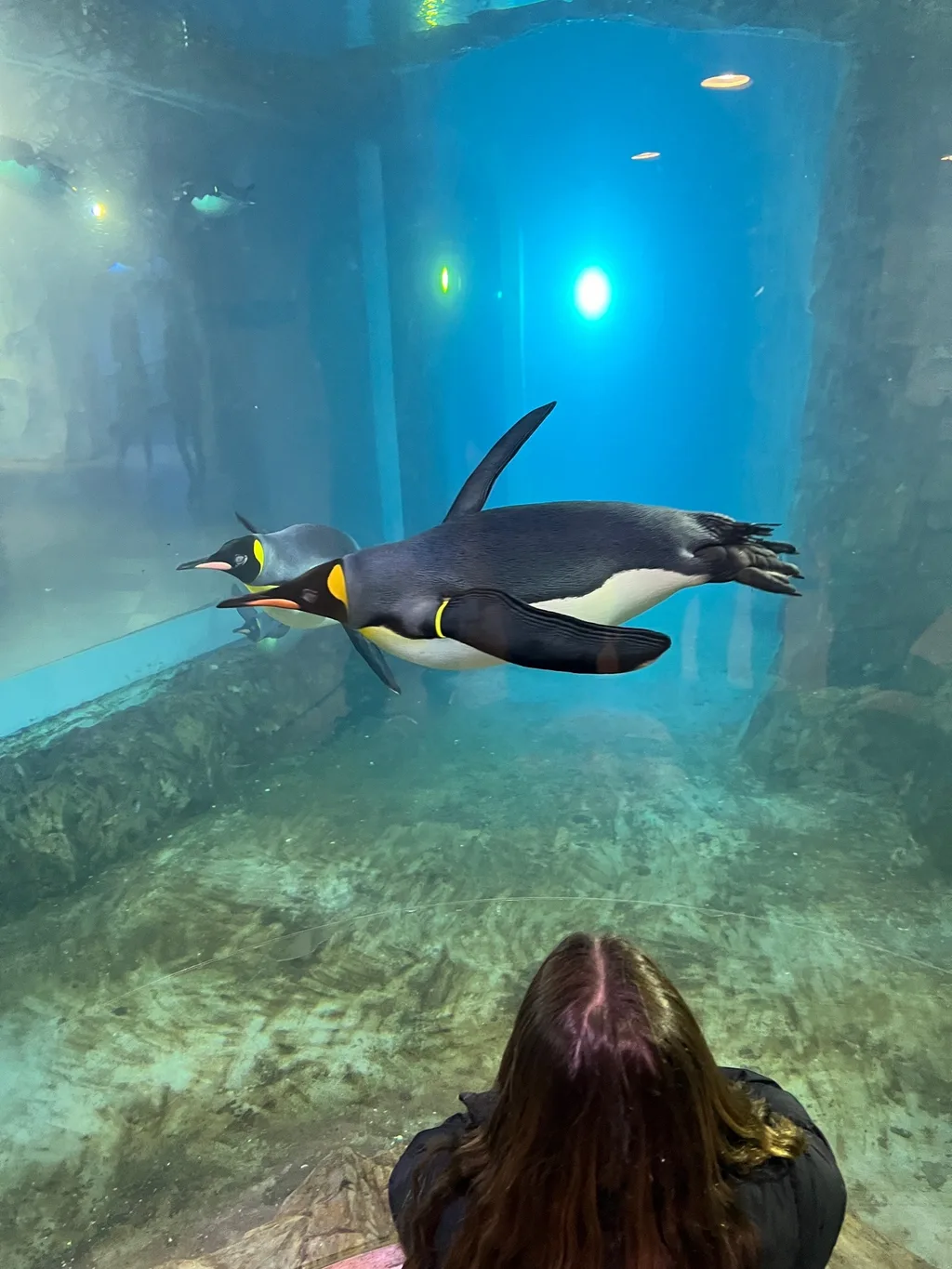 First full Albuquerque day: cool and wet so we adventured to Old Town, checked out Explora, Sawmill Market, and the ABQ BioPark Zoo.